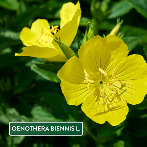 Evening Primrose Oil 1000mg